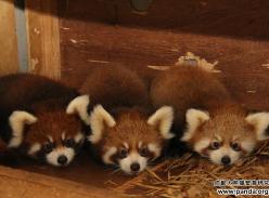 瞧,我们兄弟仨!