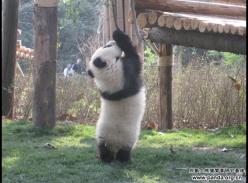 大熊猫量身高