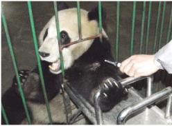 给熊猫抽血 不仅要找静脉还得去毛