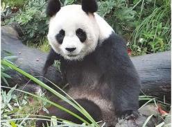 大陆赠台大熊猫发情 不定期停展