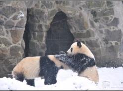 杭城5只熊猫玩雪玩疯了