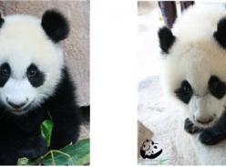 旅泰大熊猫“林冰”将回到中国