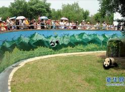 大熊猫成为太原动物园“新房客”