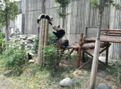 爱心妈妈“娅星”和调皮娃娃