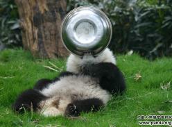 千万网友“晒光盘” 成都大熊猫萌宠也来秀