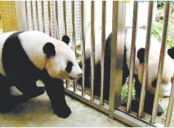 赠台大熊猫进入发情期 今年受孕机率高