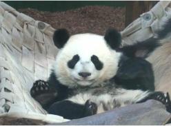 【跟踪报道】亚特兰大动物园“阿宝”的断奶计划