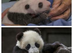 圣地亚哥动物园“小礼物”近照