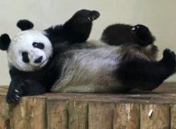 爱丁堡动物园大熊猫发情有妙招