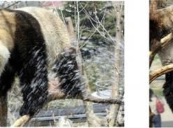 大熊猫难忍烟台高温 冷水浴中嬉戏