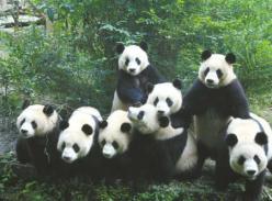 超级熊猫母亲光荣退休 十五年育儿瞬间精彩回眸