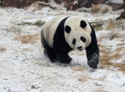 雪中熊猫乐趣多
