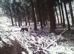 四川雅安一野生大熊猫闯入村民家中吃羊