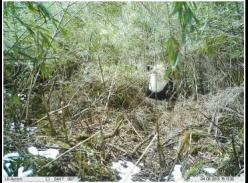 野生大熊猫背对镜头啃竹子