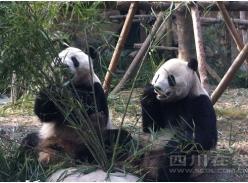 重走熊猫路探寻原住风 微博达人探访大熊猫原住地