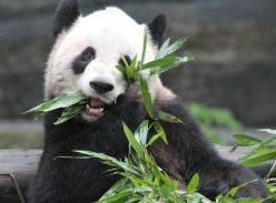 赴加拿大大熊猫在加拿大首次登场进入倒计时