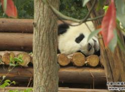 成都熊猫基地熊猫幼稚园趣事