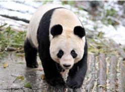 “甜甜”孕味十足 爱丁堡动物园为大熊猫产仔积极准备