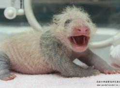 “梦梦”的成长独白