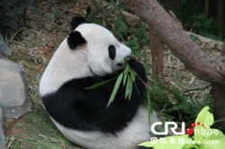 熊猫守护使造访新加坡 普及熊猫知识传播保护理念