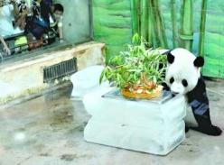 大熊猫“希望”、“伟伟”过8岁生日