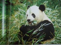 雅安:熊猫馆
