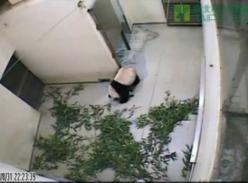 台湾8月31日暴雨成灾 圆圆惊慌圆仔淡定