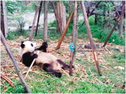 两只可爱大熊猫等您起小名