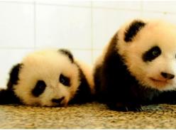 2013年中国大熊猫繁育再创新高 野化放归种群充足