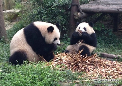 神秘的“僵猫”