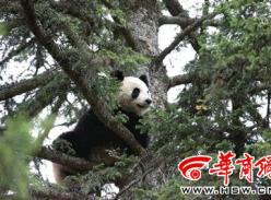 大熊猫来逛周至老县城