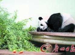 旅英大熊猫“甜甜”流产