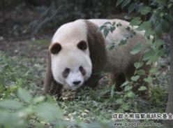 Brown is unique(独特的棕色大熊猫)