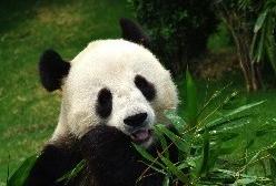 “港产大熊猫”未果 海洋公园证实盈盈未怀孕(视频)