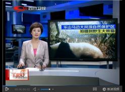 乐山马边大风顶自然保护区拍摄到野生大熊猫(视频)