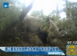 都江堰首次拍到野生大熊猫私生活影像(视频)