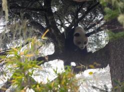 全球首只野化培训的人工繁育大熊猫成功回捕