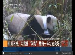 四川石棉 大熊猫淘淘放归一年状态良好(视频)