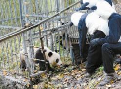 大熊猫“张想”今日将放归野外