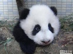 大熊猫圆仔调皮玩粪便 被母亲圆圆拖到墙角