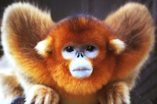 翘鼻精灵---金丝猴