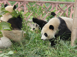 “小伙伴去哪了?”