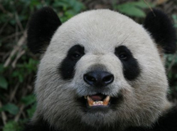 你看,熊猫是不是在笑?