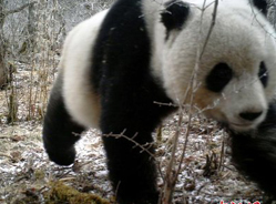 四川九寨沟县再次利用红外线相机拍摄到活体大熊猫
