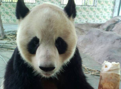 温州动物园的快乐单身汉