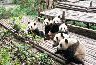 幼年馆的“7个葫芦娃”