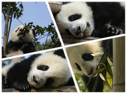 吐槽熊猫名 命名规则你做主!