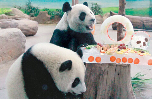 赠台大熊猫团团、圆圆过10岁生日 大啃蛋糕