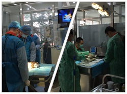 2015大熊猫繁育技术委员会年会——观摩大连森林动物园