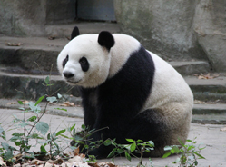 新住客“迎迎”与奶爸的默契培养进行时